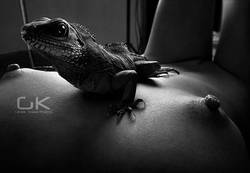 ���������� ����������� ���������